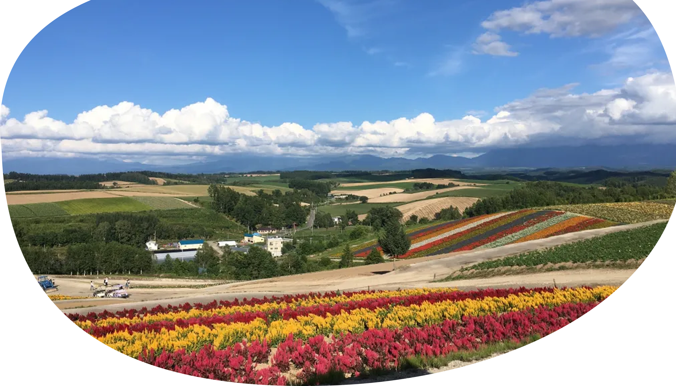 色鮮やかな花畑と山々の風景